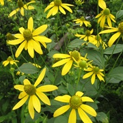 Cutleaf Coneflower (Rudbeckia Laciniata)