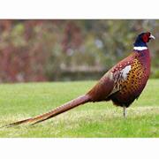 Pheasant