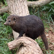 Flat-Headed Kusimanse