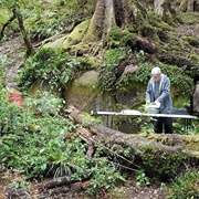 Clements Clearing Central NI