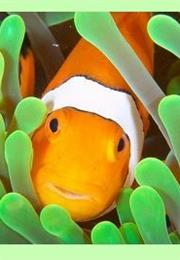 Clownfish