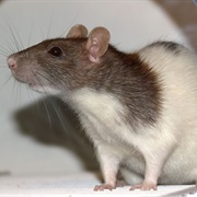 Fancy Rat