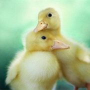 Own Two Ducks That Will Grow Up Together