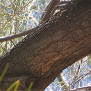 Mulga (Acacia Aneura)