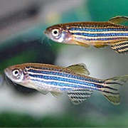 Zebrafish
