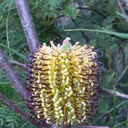 Hassell National Park (WA)