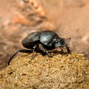 Dung Beetle
