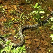 Sardinian Grass Snake