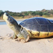 Northern River Terrapin