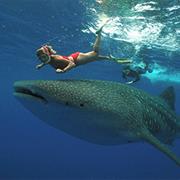 Swim, Dive or Snorkel With a Whale Shark