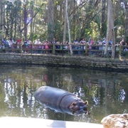 Homosassa Springs Wildlife State Park, Florida