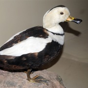 Labrador Duck