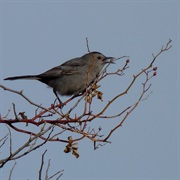 Cape May Migratory Bird Refuge, New Jersey
