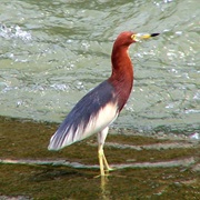 Chinese Pond-Heron