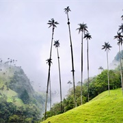 Cocora Valley, Colombia