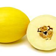 Canary Melon