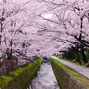 Philosophers Path, Kyoto