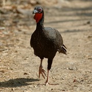 White-Winged Guan