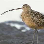 Long-Billed Curlew