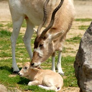 Addax