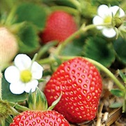 Strawberries