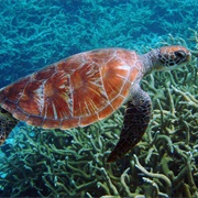 Pacific Remote Islands Marine National Monument