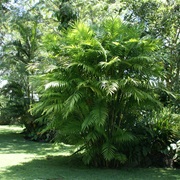 Pacaya Palm (Chamaedorea Tepejilote)