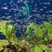Truk Lagoon, Micronesia
