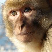 Barbary Macaque