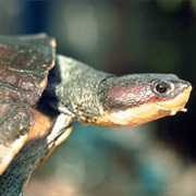 Hoge's Side-Necked Turtle