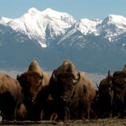 National Bison Range