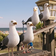 Seagulls