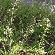 Shepherd's Purse (Capsella Bursa-Pastoris)
