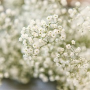 Baby's Breath