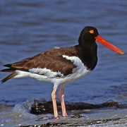 Oystercatcher