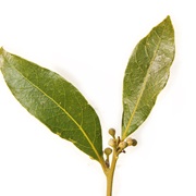 Bay Laurel (Laurus Nobilis)