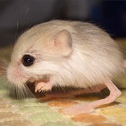 Pygmy Jerboa