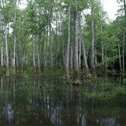 Bond Swamp National Wildlife Refuge