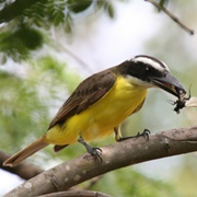 Boat-Billed Flycatcher (Megarynchus Pitangua)