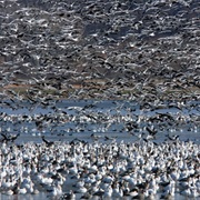 Squaw Creek National Wildlife Refuge