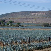 Agave Fields and Distilleries of Tequila, Mexico