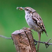 Short-Toed Treecreeper