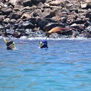 Snorkel in Santa Fe Island, Galapagos