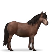 Shetland - Liver Chestnut