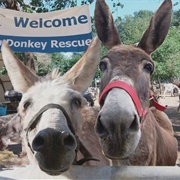 Corfu Donkey Rescue