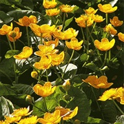 Marsh Marigold