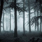 Walk Alone Through a Dark Forest