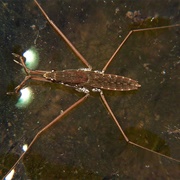 Water Strider