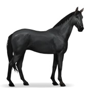 Selle Français - Black