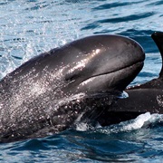 False Killer Whale